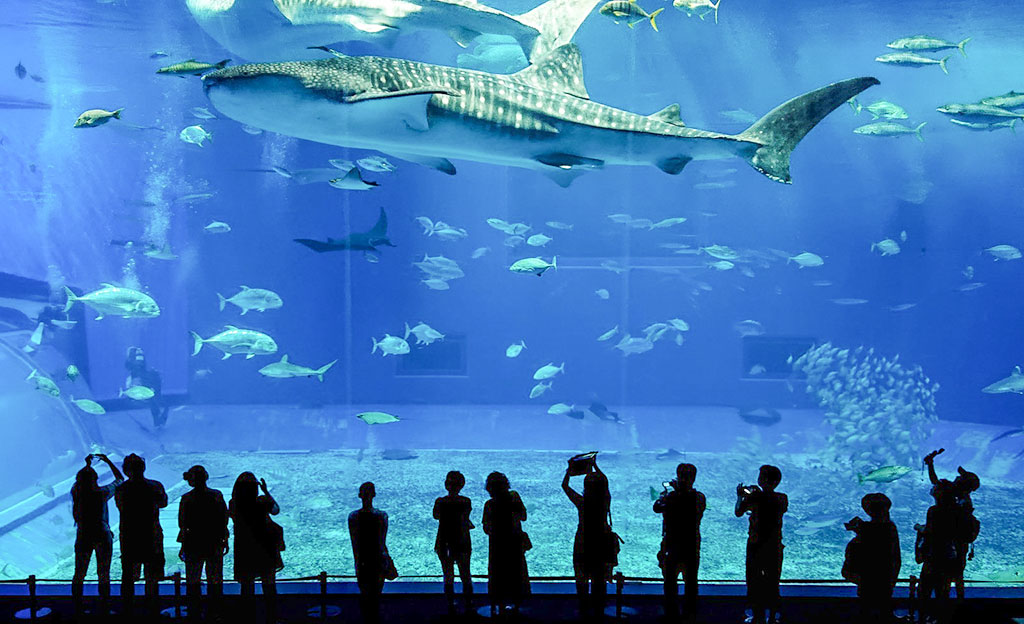 年末年始の沖縄旅行で料金が高い日と美ら海水族館の営業を解説